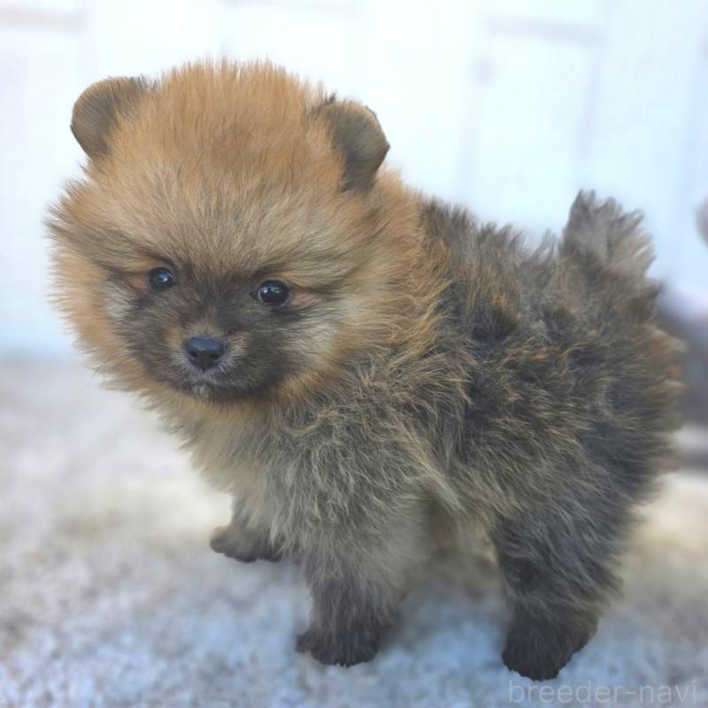 販売中の茨城県のポメラニアン-439502の47枚目