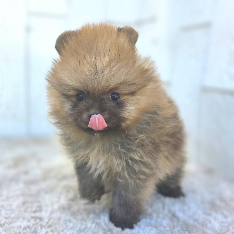 販売中の茨城県のポメラニアン-439502の46枚目