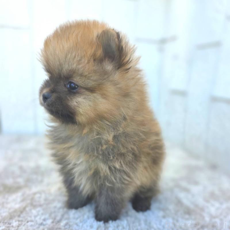 販売中の茨城県のポメラニアン-439502の45枚目