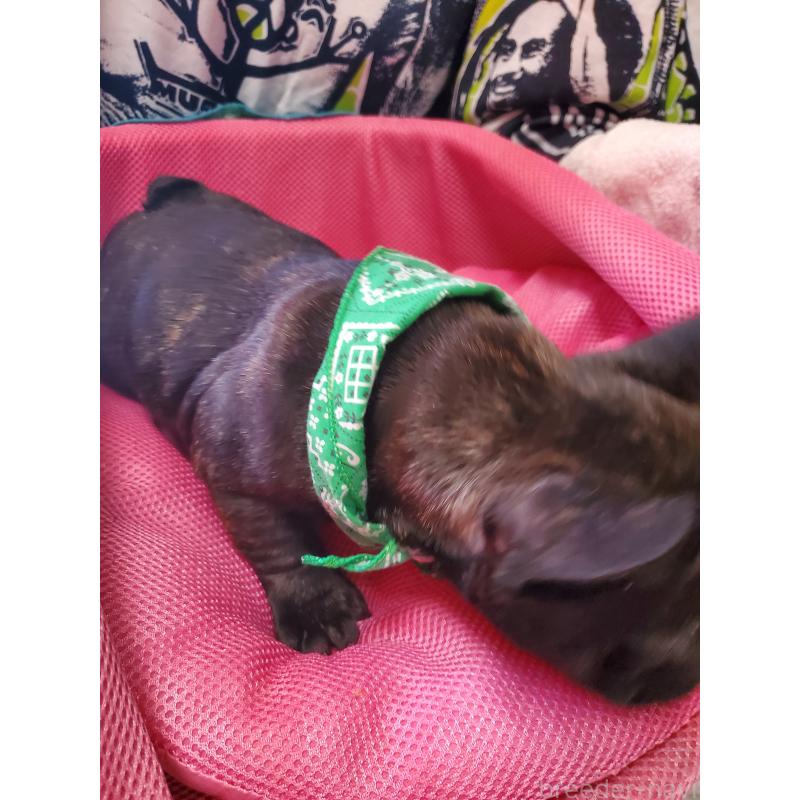 販売中の岩手県のフレンチブルドッグ-435884の5枚目