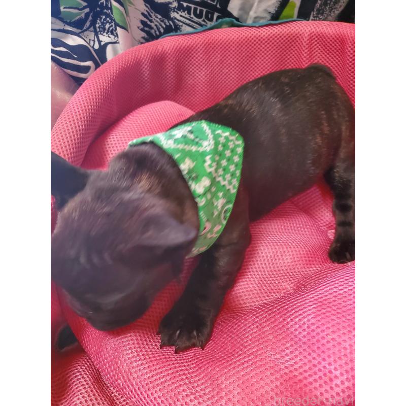 販売中の岩手県のフレンチブルドッグ-435884の4枚目