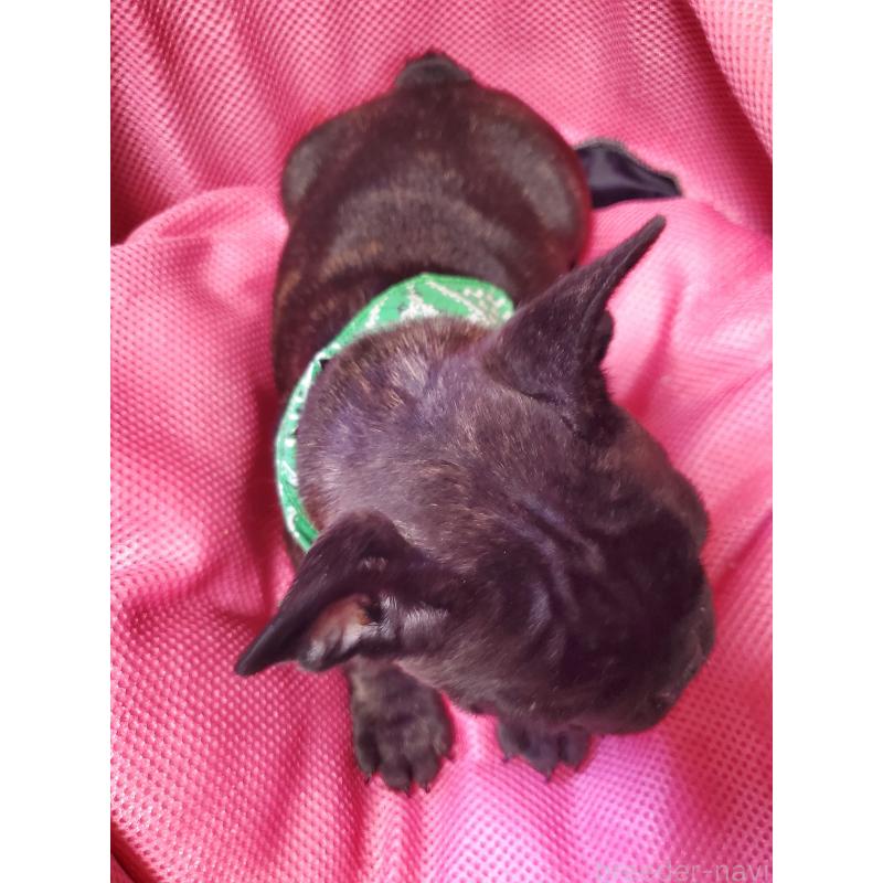 販売中の岩手県のフレンチブルドッグ-435884の3枚目