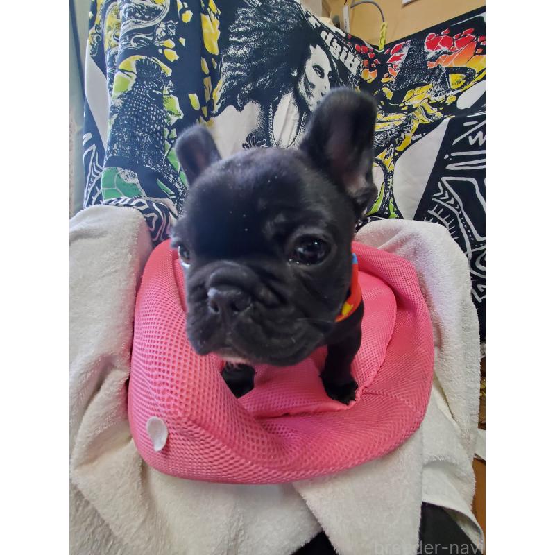 販売中の岩手県のフレンチブルドッグ-435885