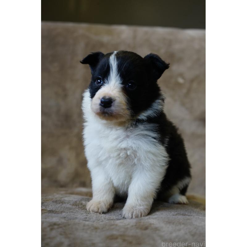 販売中の福岡県のボーダーコリー-441659の4枚目