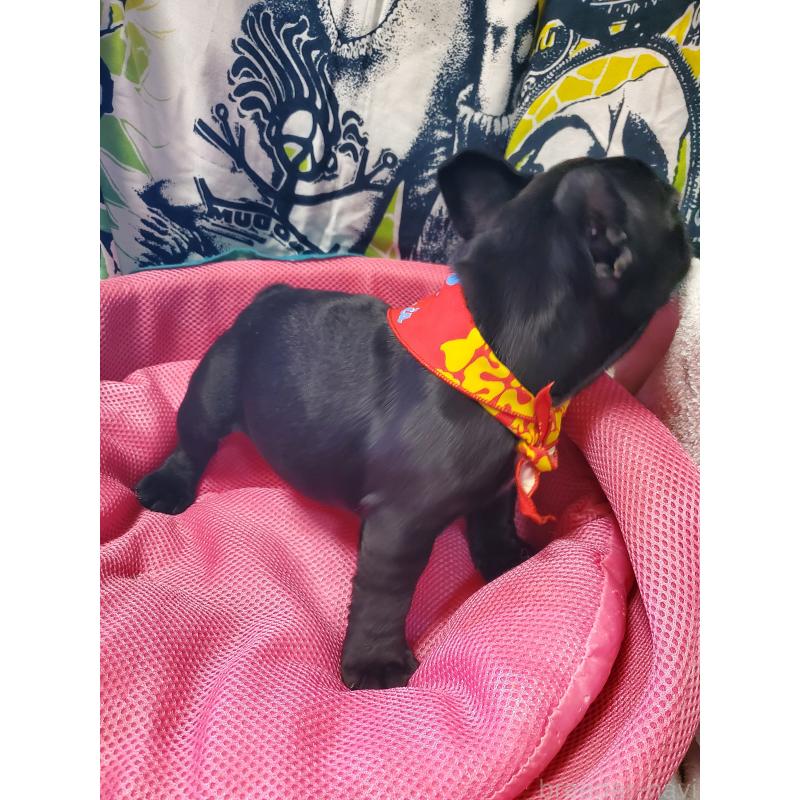 販売中の岩手県のフレンチブルドッグ-435885の5枚目