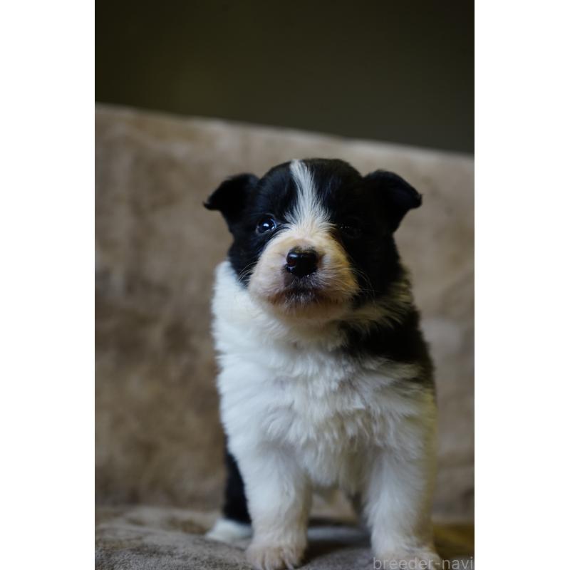 販売中の福岡県のボーダーコリー-441659の3枚目