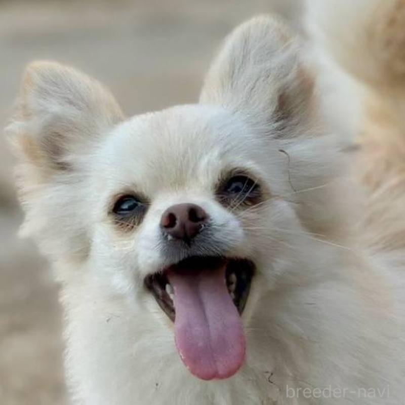 販売中の茨城県のポメチワ:ポメラニアン×チワワ-396487