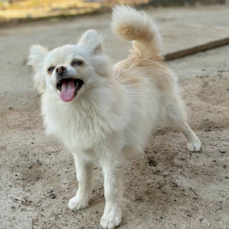 成約済の茨城県のポメチワ:ポメラニアン×チワワ-396487の8枚目