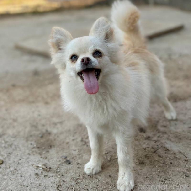 成約済の茨城県のポメチワ:ポメラニアン×チワワ-396487の7枚目