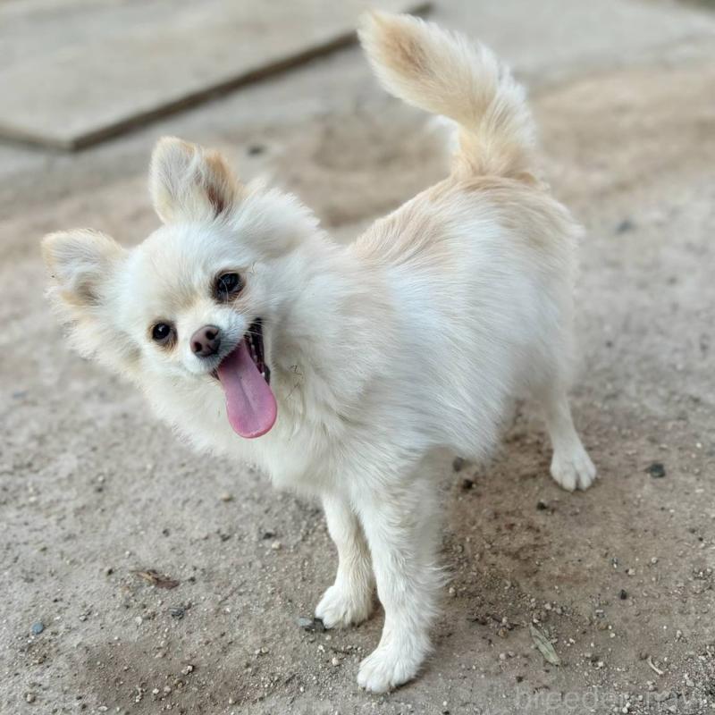 成約済の茨城県のポメチワ:ポメラニアン×チワワ-396487の6枚目