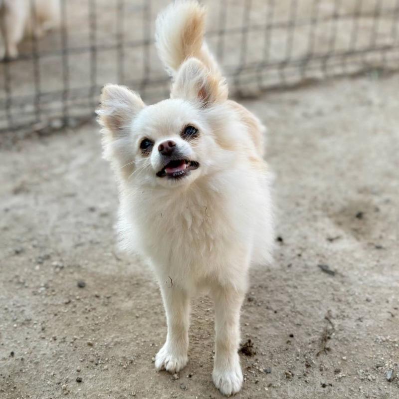 成約済の茨城県のポメチワ:ポメラニアン×チワワ-396487の5枚目