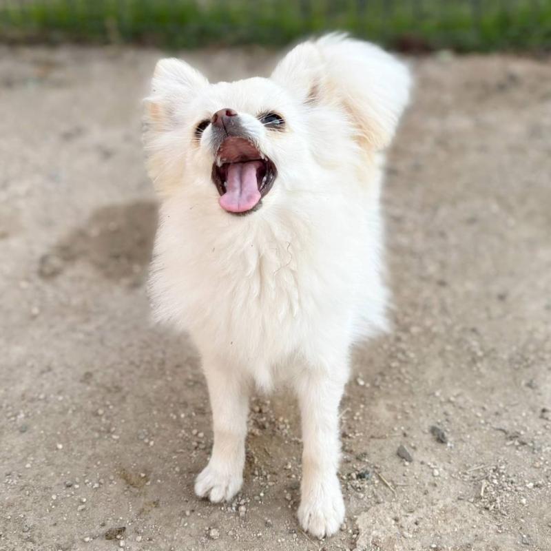 成約済の茨城県のポメチワ:ポメラニアン×チワワ-396487の4枚目