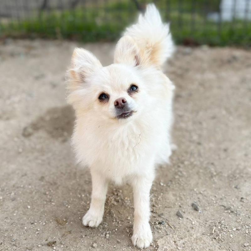 成約済の茨城県のポメチワ:ポメラニアン×チワワ-396487の3枚目