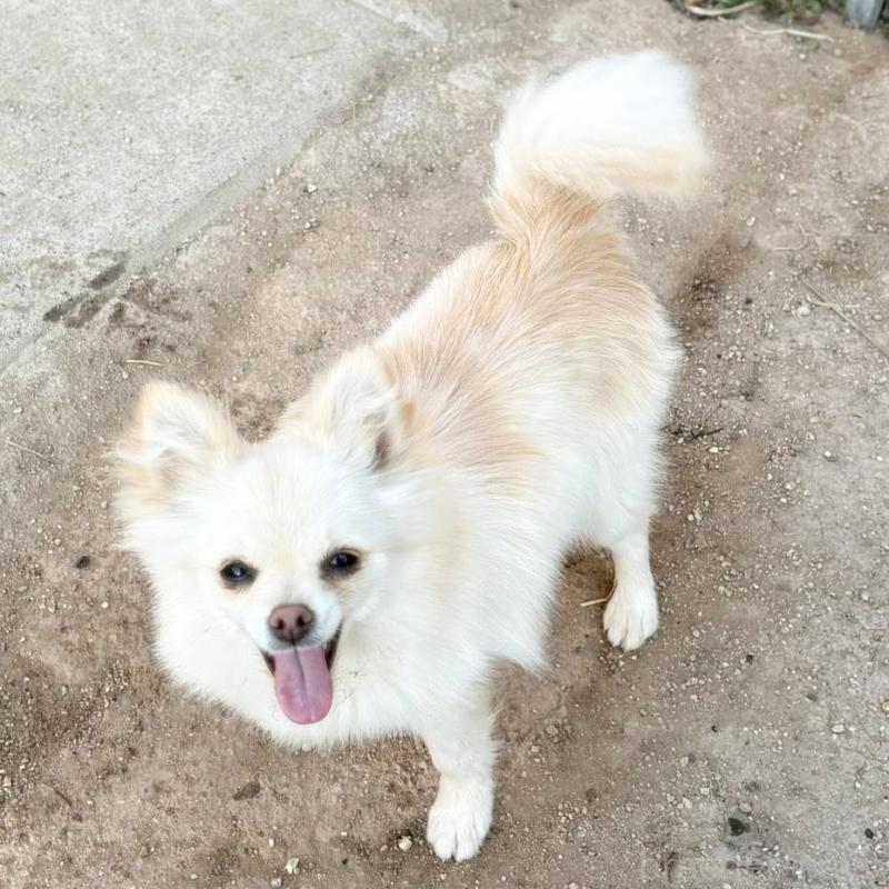 成約済の茨城県のポメチワ:ポメラニアン×チワワ-396487の2枚目