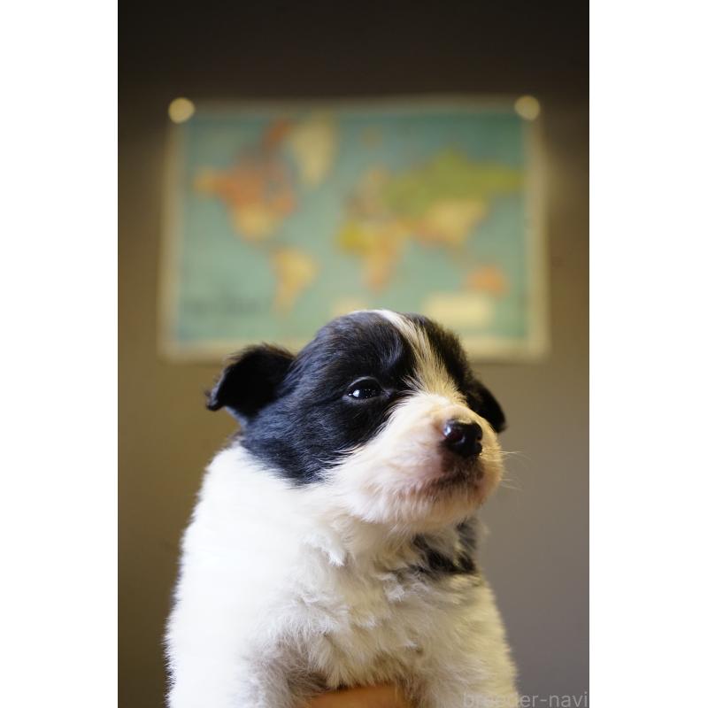 販売中の福岡県のボーダーコリー-441659の2枚目