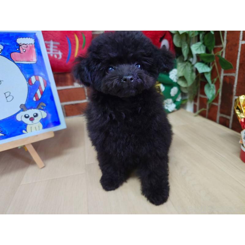 販売中の京都府のタイニープードル-432236の7枚目