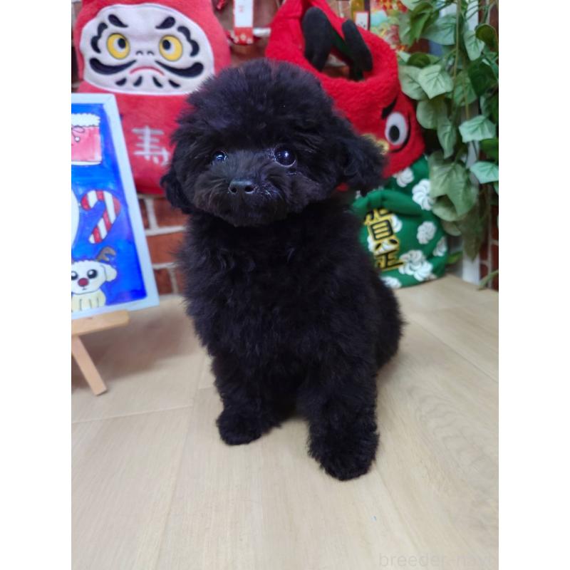 販売中の京都府のタイニープードル-432236の6枚目