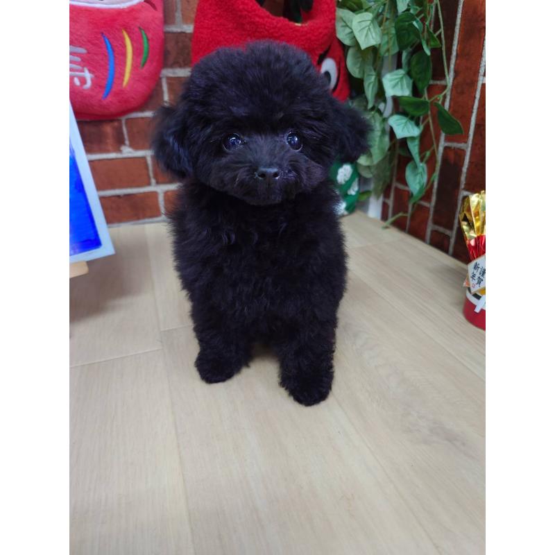 販売中の京都府のタイニープードル-432236の5枚目