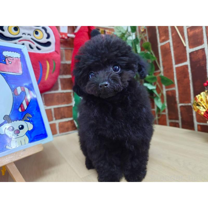 販売中の京都府のタイニープードル-432236の4枚目