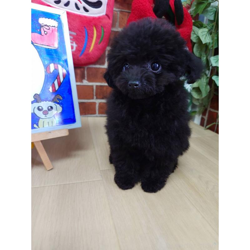 販売中の京都府のタイニープードル-432236の3枚目