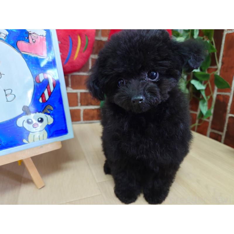 販売中の京都府のタイニープードル-432236の2枚目