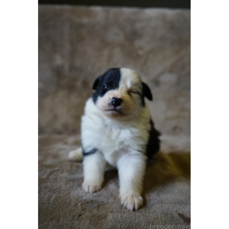 販売中の福岡県のボーダーコリー-441661の6枚目