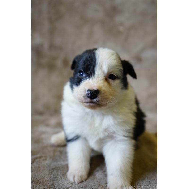 販売中の福岡県のボーダーコリー-441661の5枚目