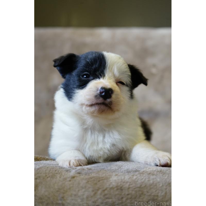 販売中の福岡県のボーダーコリー-441661の4枚目