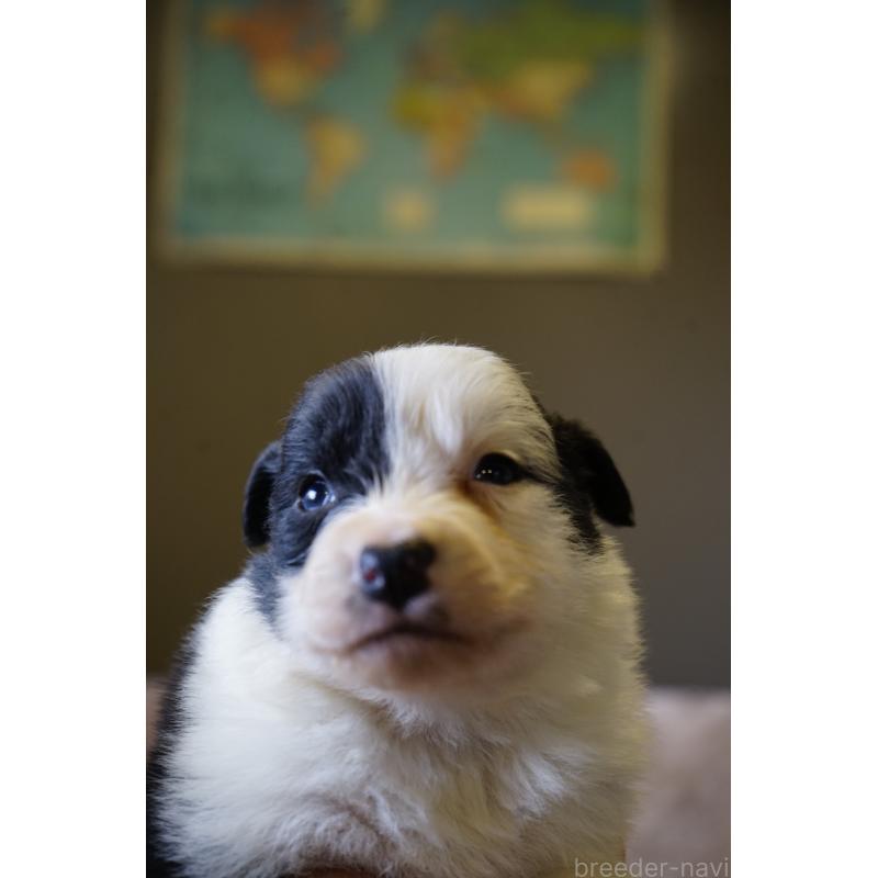 販売中の福岡県のボーダーコリー-441661の3枚目