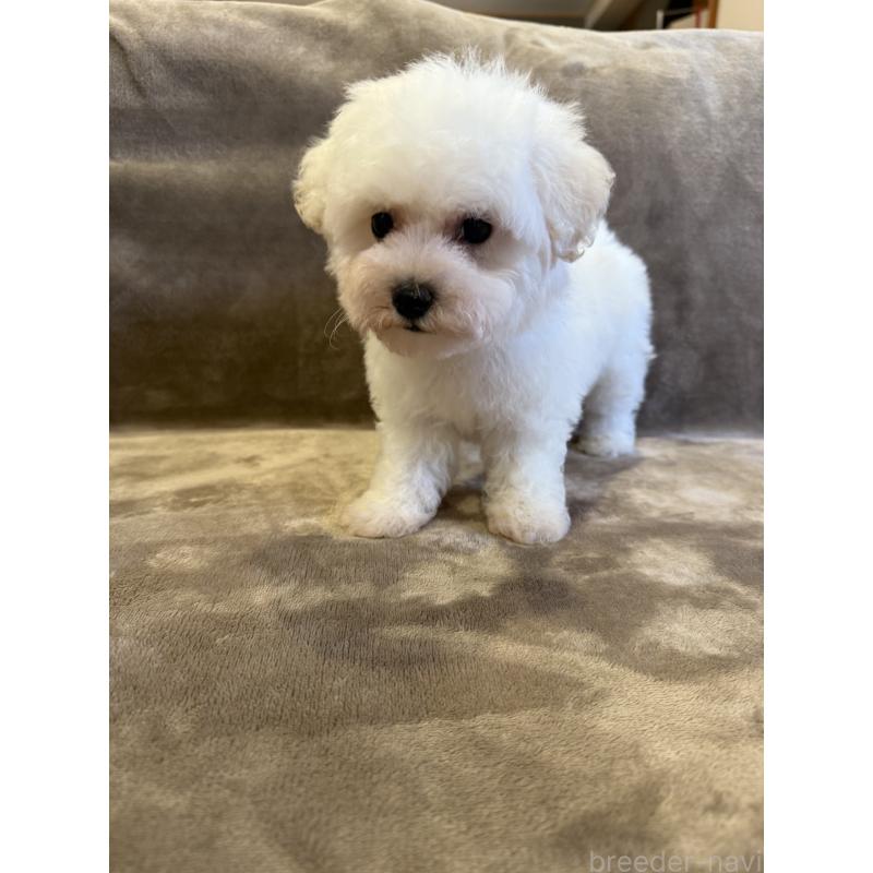 販売中の福岡県のビションフリーゼ-429405の6枚目