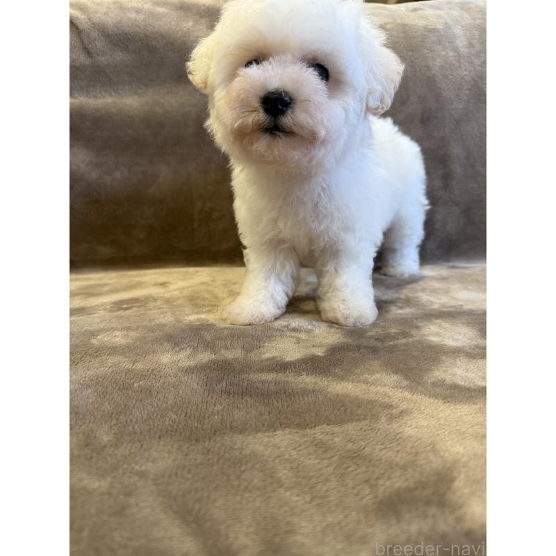 販売中の福岡県のビションフリーゼ-429405の5枚目