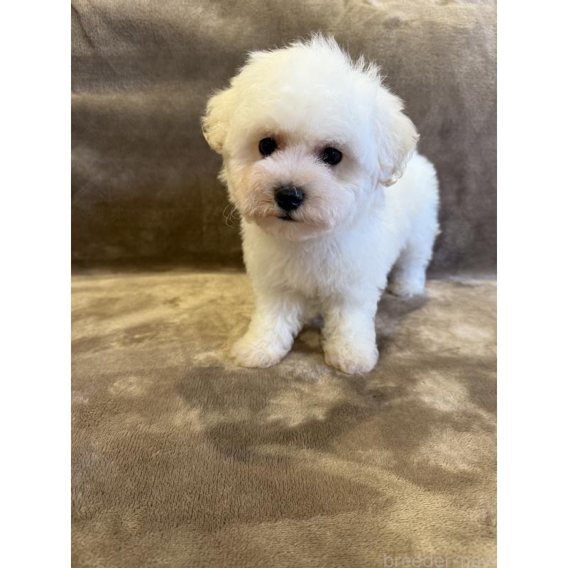 販売中の福岡県のビションフリーゼ-429405の4枚目