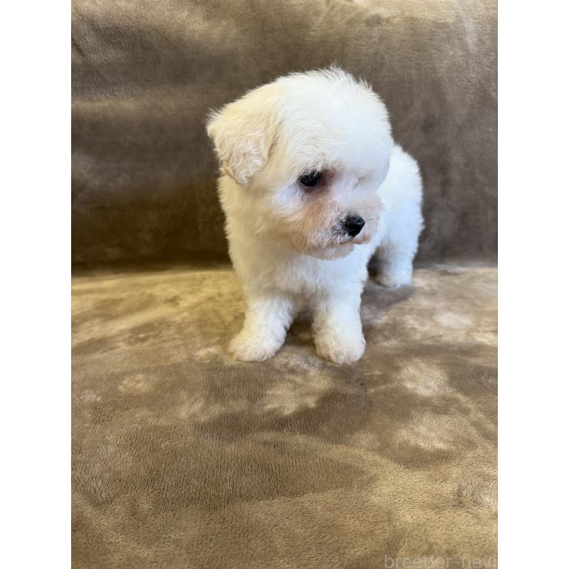 販売中の福岡県のビションフリーゼ-429405の3枚目