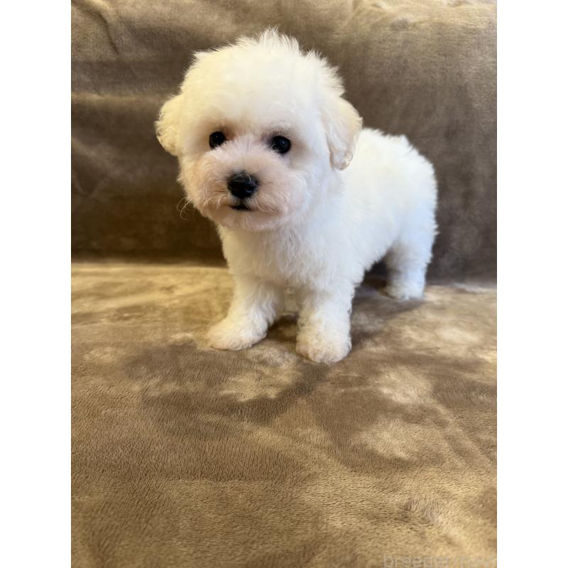 販売中の福岡県のビションフリーゼ-429405の2枚目