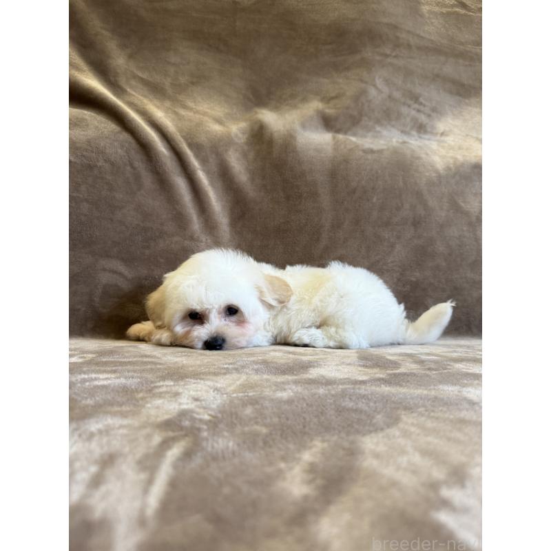 販売中の福岡県のビションフリーゼ-429404の5枚目