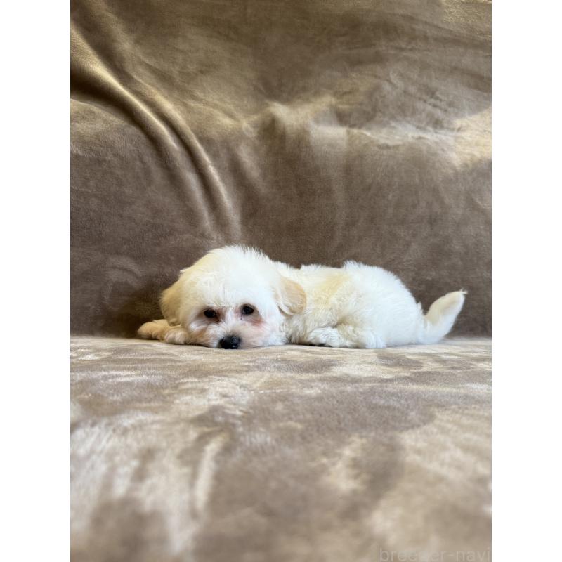 販売中の福岡県のビションフリーゼ-429404の4枚目