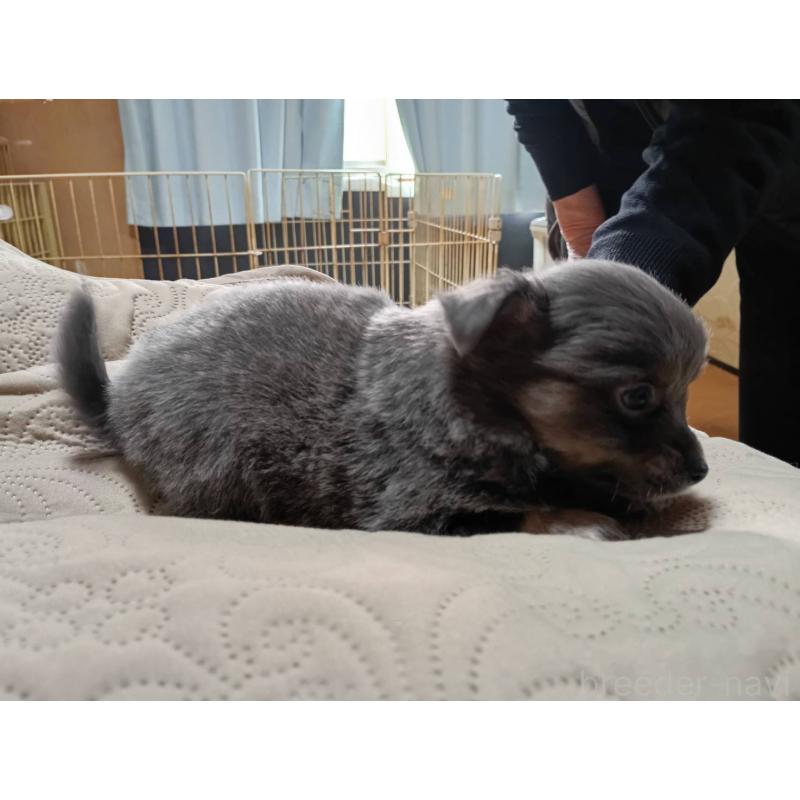 販売中の愛媛県のミックス犬-441664の3枚目