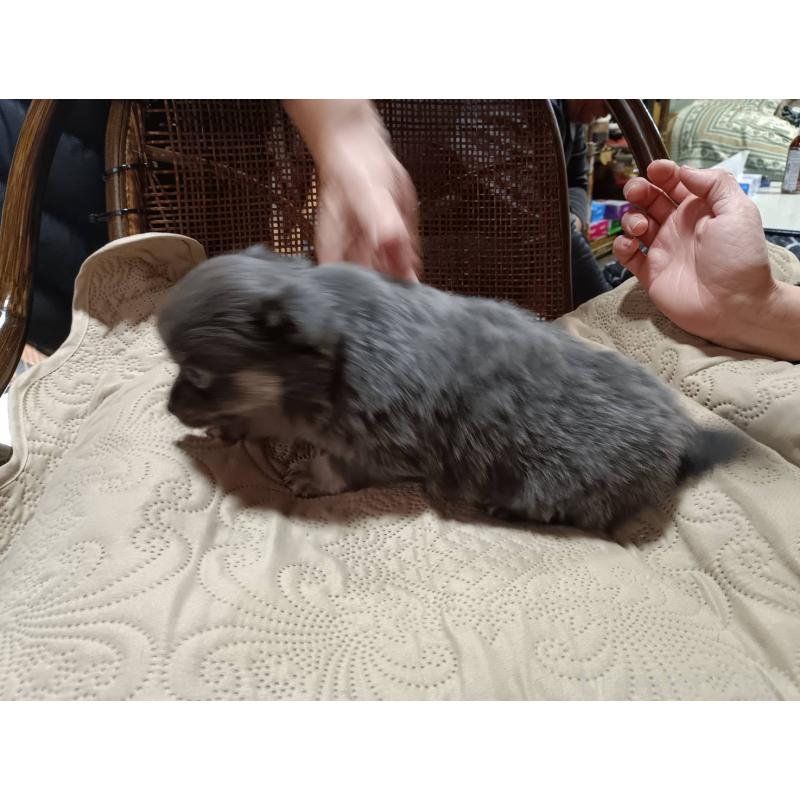 販売中の愛媛県のミックス犬-441664の4枚目