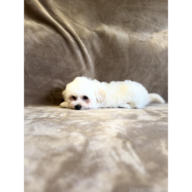 販売中の福岡県のビションフリーゼ-429404の3枚目