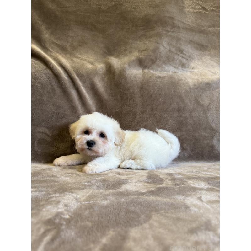 販売中の福岡県のビションフリーゼ-429404の2枚目