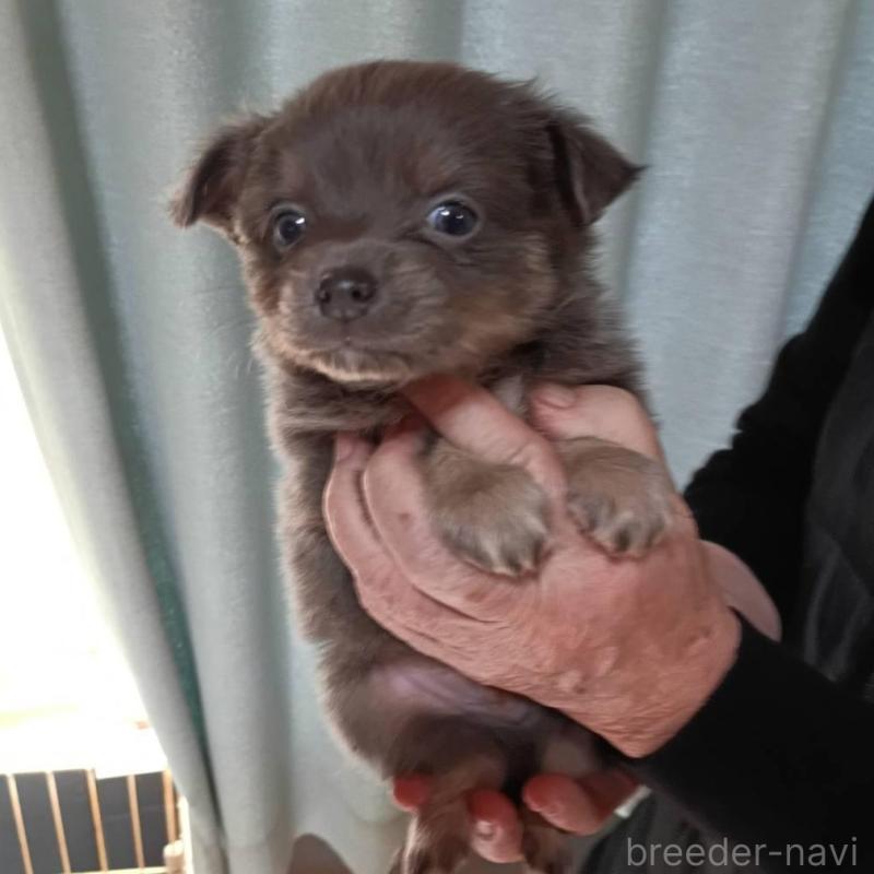 販売中の愛媛県のミックス犬-441664の1枚目