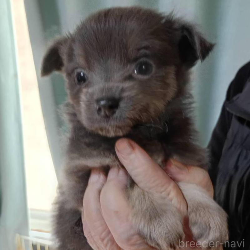 販売中の愛媛県のミックス犬-441664の2枚目