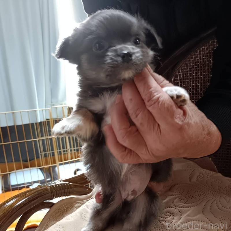 販売中の愛媛県のミックス犬-441665