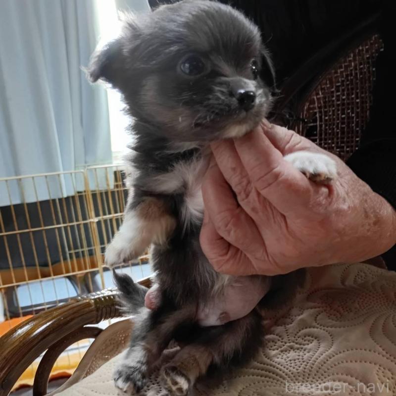 販売中の愛媛県のミックス犬-441665の4枚目