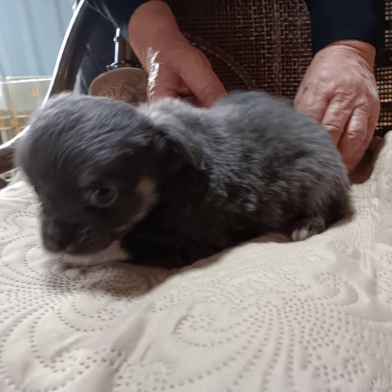 販売中の愛媛県のミックス犬-441665の3枚目