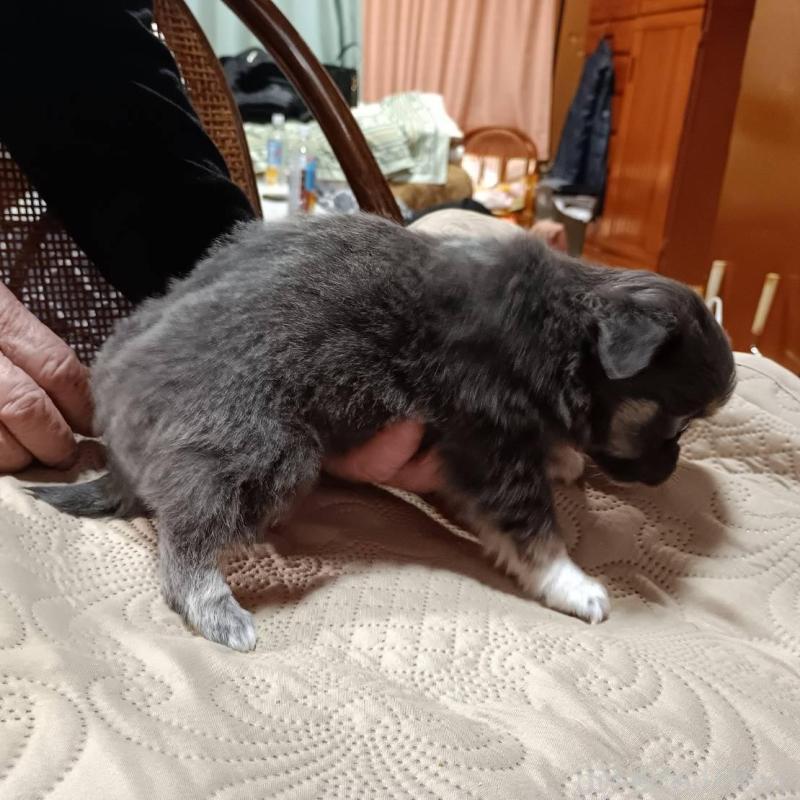 販売中の愛媛県のミックス犬-441665の2枚目