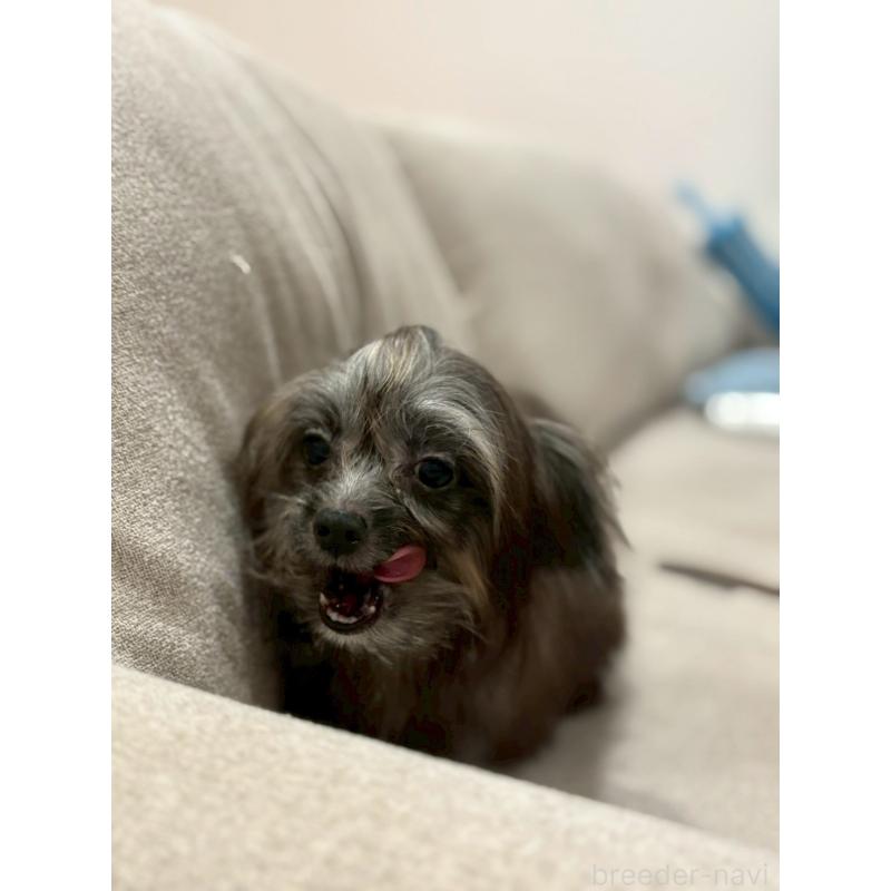 販売中の福岡県のチワプー:チワワ×トイプードル-408620の6枚目