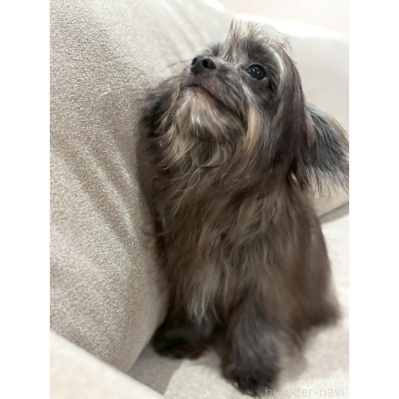 販売中の福岡県のチワプー:チワワ×トイプードル-408620の4枚目