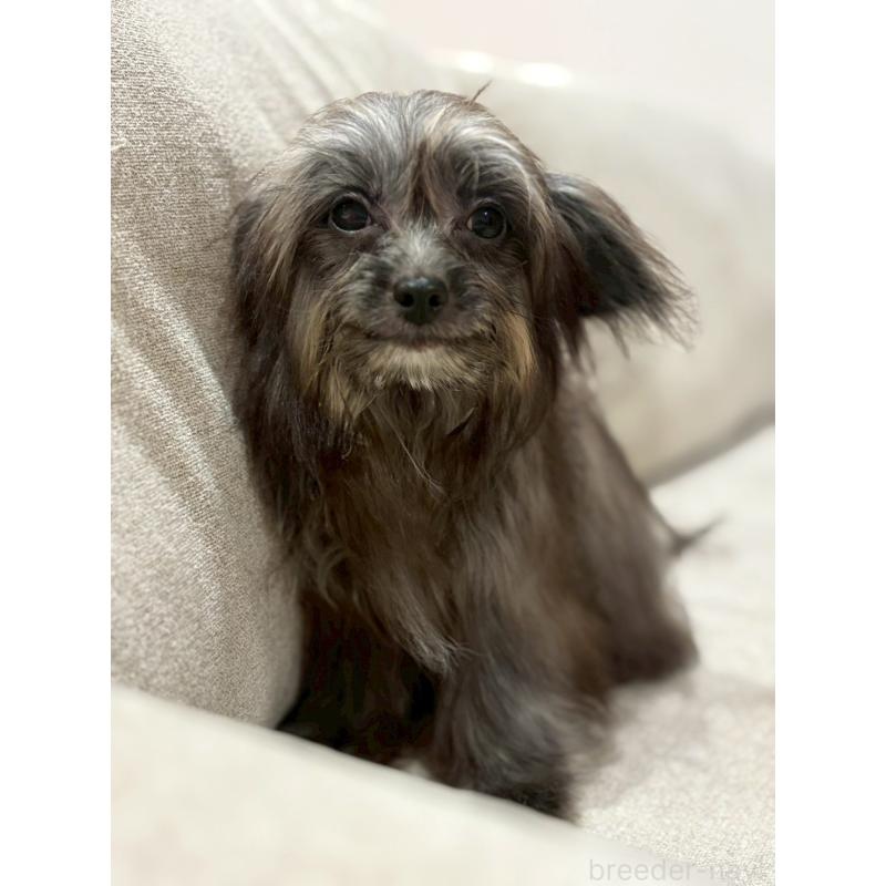 販売中の福岡県のチワプー:チワワ×トイプードル-408620の3枚目