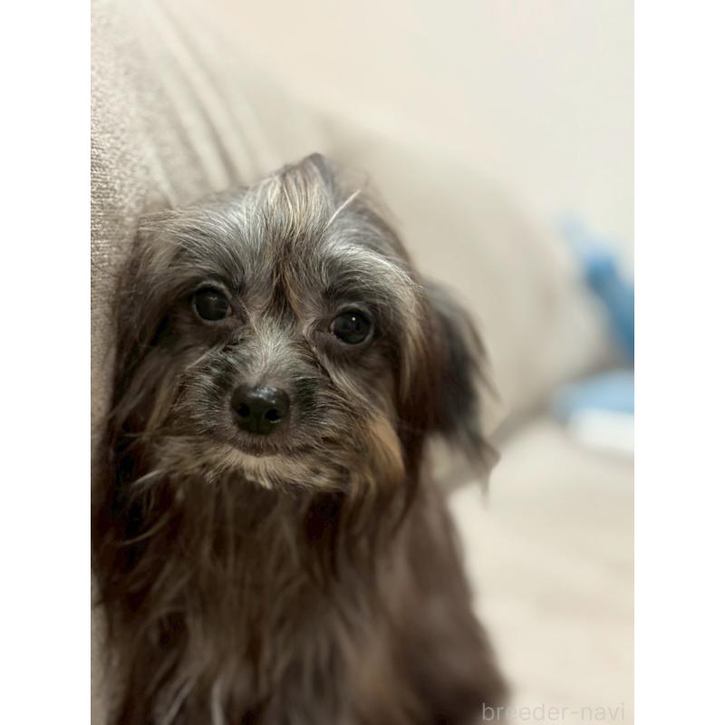 販売中の福岡県のチワプー:チワワ×トイプードル-408620の2枚目